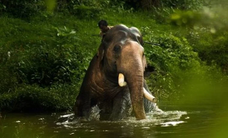 Ooty cab driving through Mudumalai forest on wildlife tour