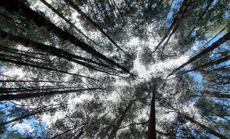 Ooty cab passing through Pine Forest on Pykara sightseeing tour