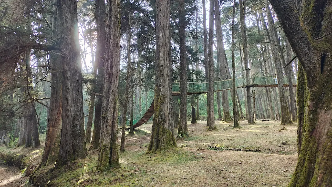 Cairn Hill Reserve Forest near Ooty with cypress trees and forest trail