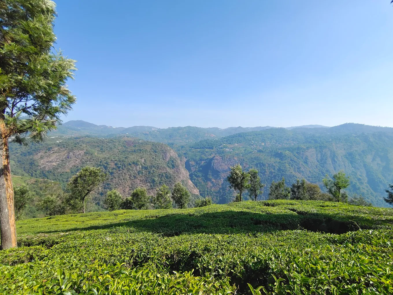 Tea Estate View Point with rolling tea gardens and distant valley near Coonoor