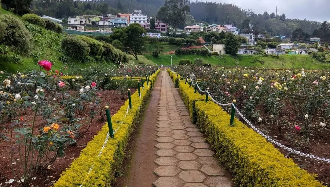 Government Rose Garden in Ooty with colourful terraced rose beds and valley view