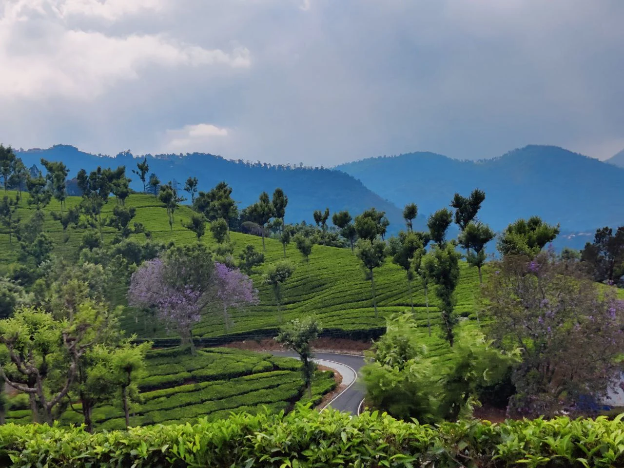 Kotagiri town and tea estates — rolling plantations with small town in the background
