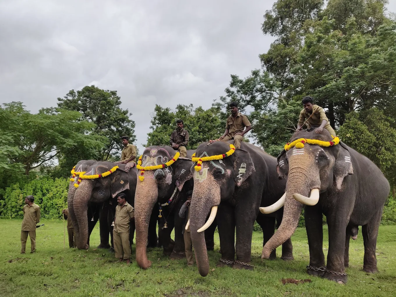 Guests feeding elephants at a private camp near Mudumalai and Masinagudi