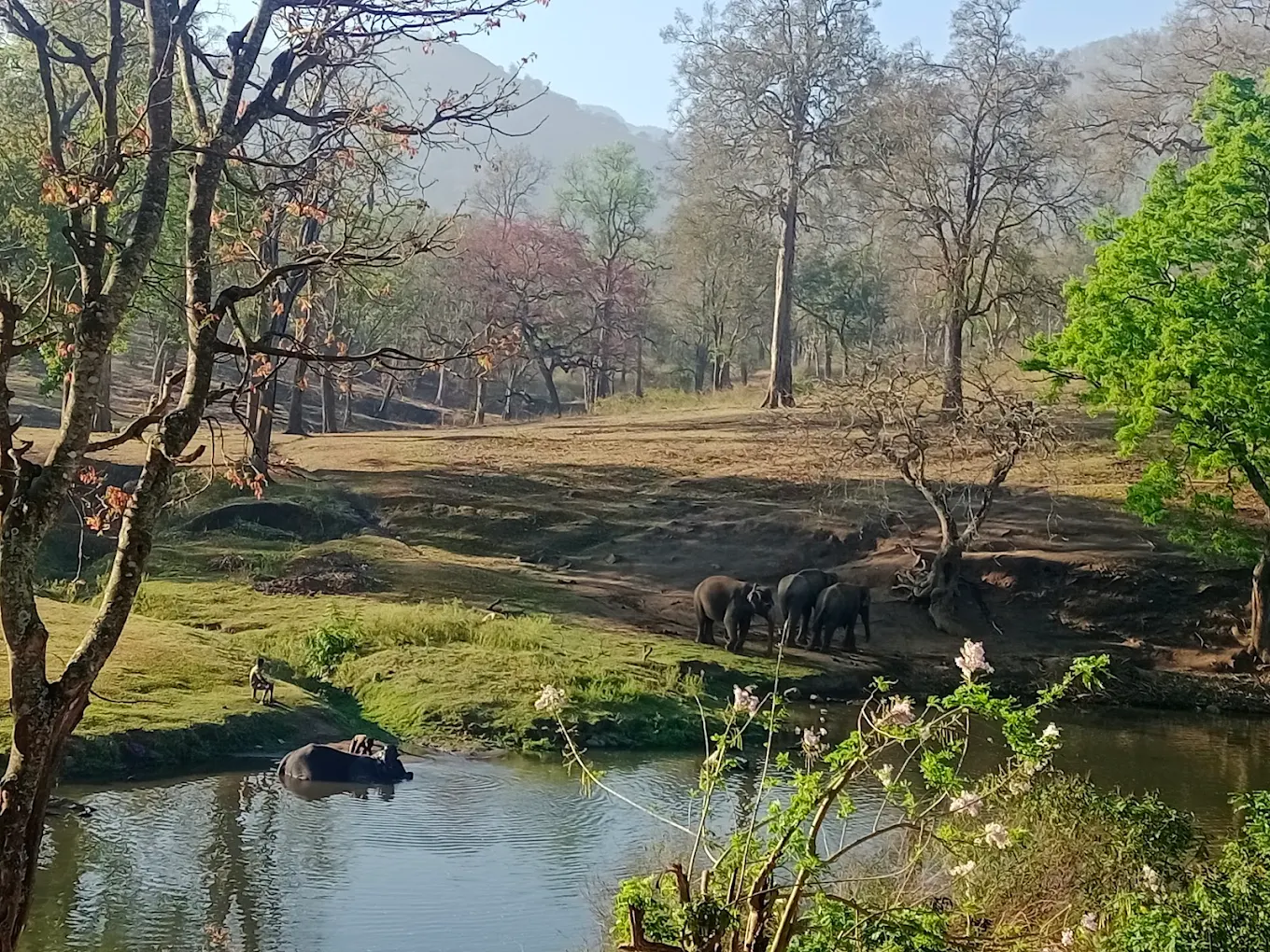 Mudumalai wildlife safari jeep driving through forest with deer grazing