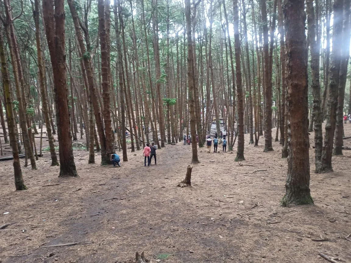 Pine Forest, Ooty – tall straight pine trees on a slope with walking trail