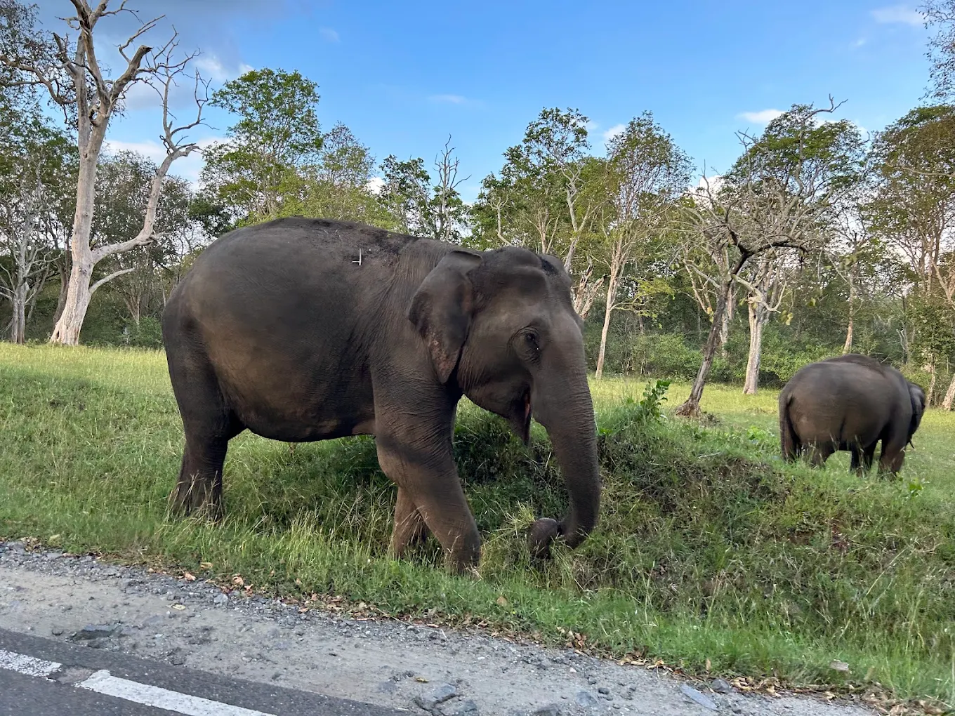 Mudumalai safari Ooty forest route for private cab tour