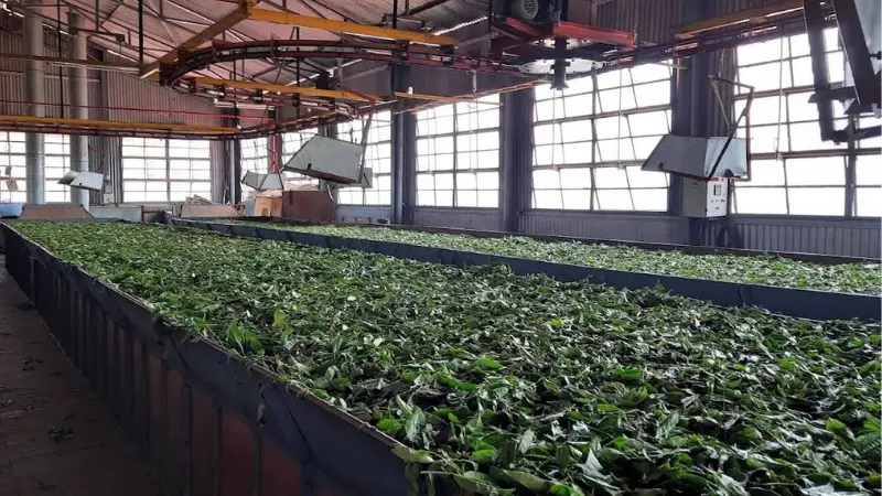 Tea Factory & Museum, Ooty Tea Factory and Museum Ooty — tea processing walkthrough with tastings