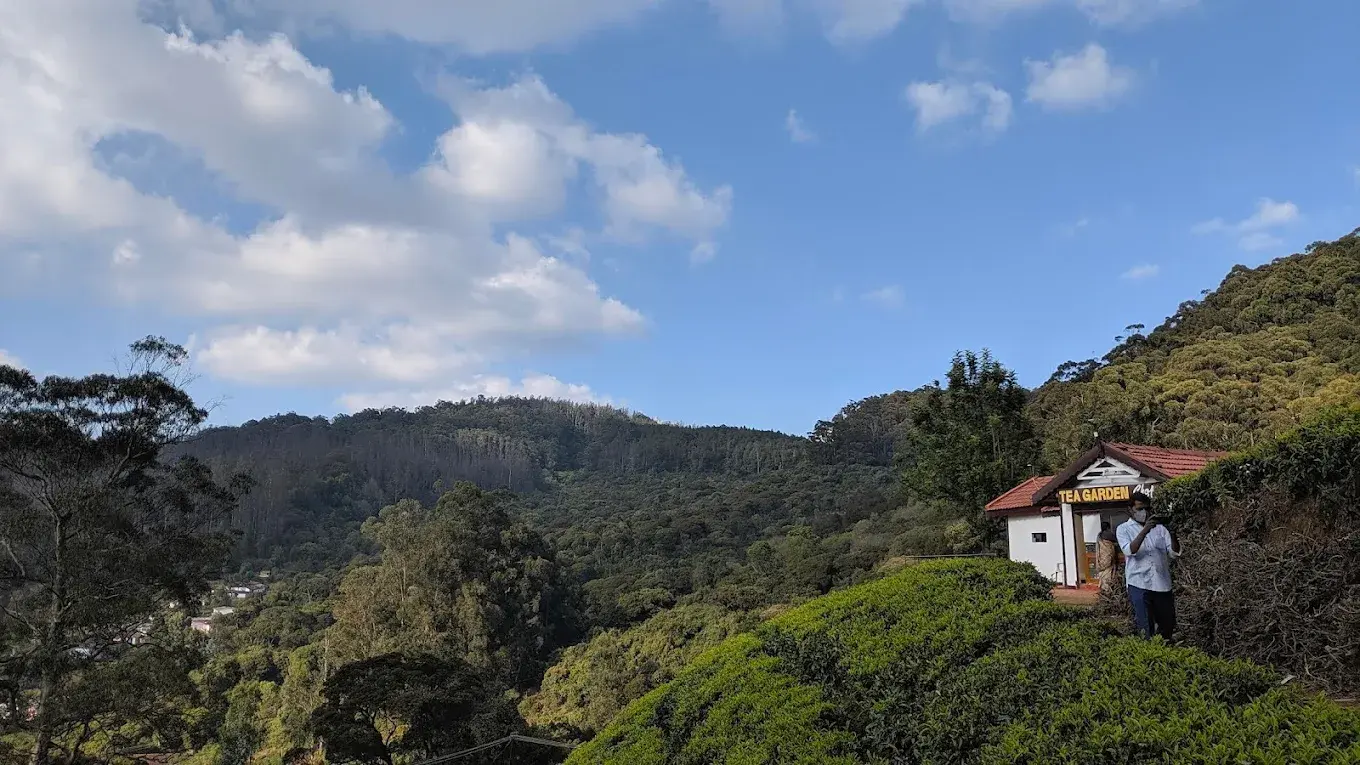 Tea Garden, Ooty Tea Garden in Ooty — tea slopes and valley viewpoints