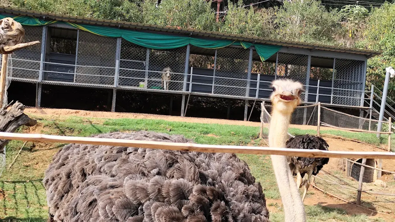 Virgin Earth, Ooty Virgin Earth in Ooty — nature themed park amidst tea hills