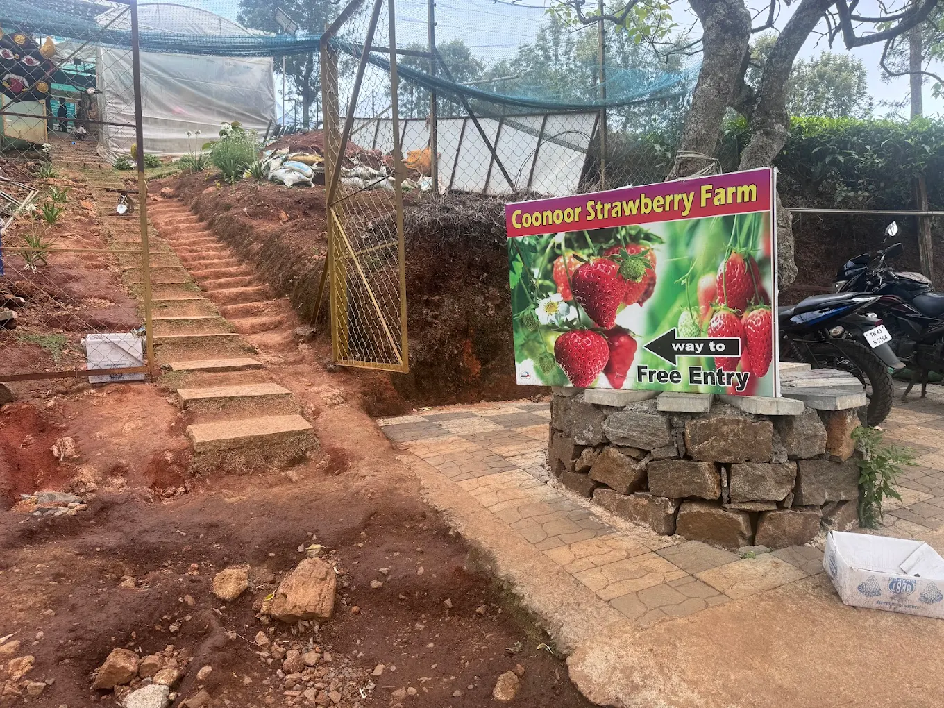 Seasonal Strawberry Farm near Coonoor tea estate with ripe berries and hill backdrop
