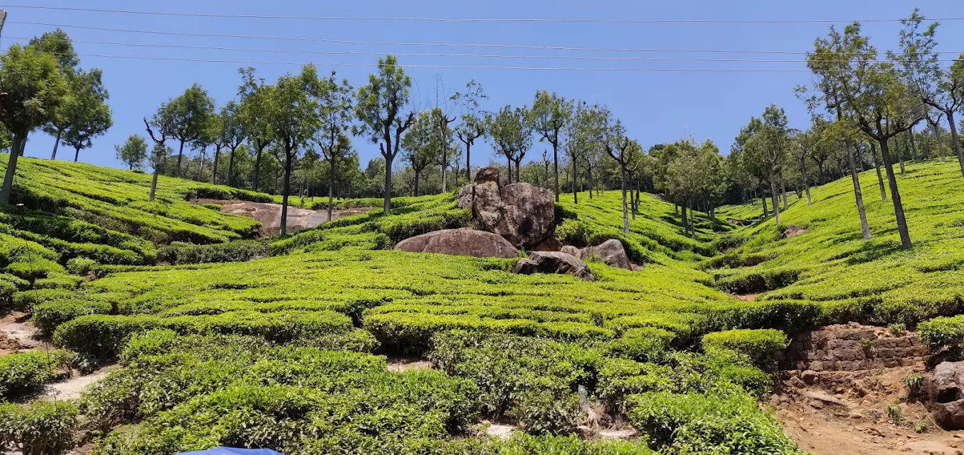 Tea Garden viewpoint in Ooty with green tea estates and valley views