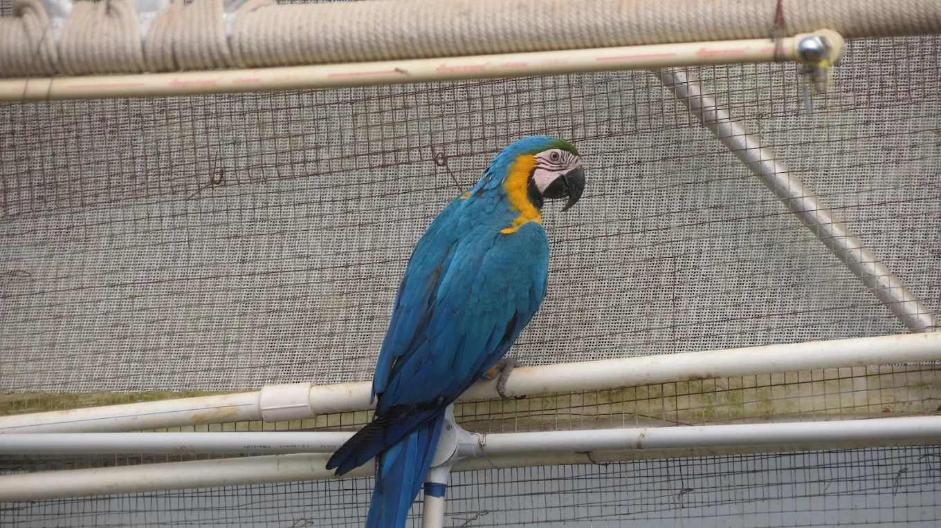 Virgin Earth bird and animal interaction park near Ooty Lake with guests feeding colourful birds